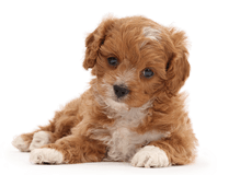Cute red-and-white Cavapoo puppy