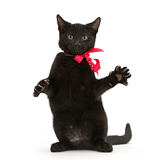 Black kitten reaching out with pink bow