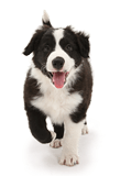 Black-and-white Border Collie pup