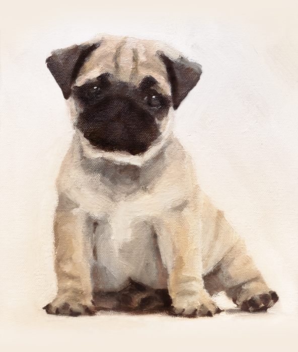 Pug puppy, sitting, white background