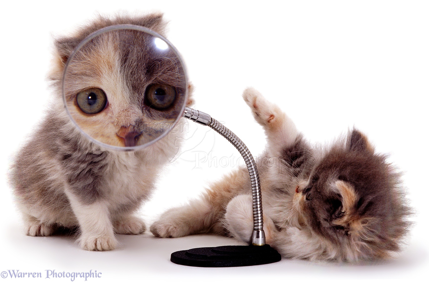 http://www.warrenphotographic.co.uk/photography/bigs/00107-kittens-and-magnifying-glass-white-background.jpg
