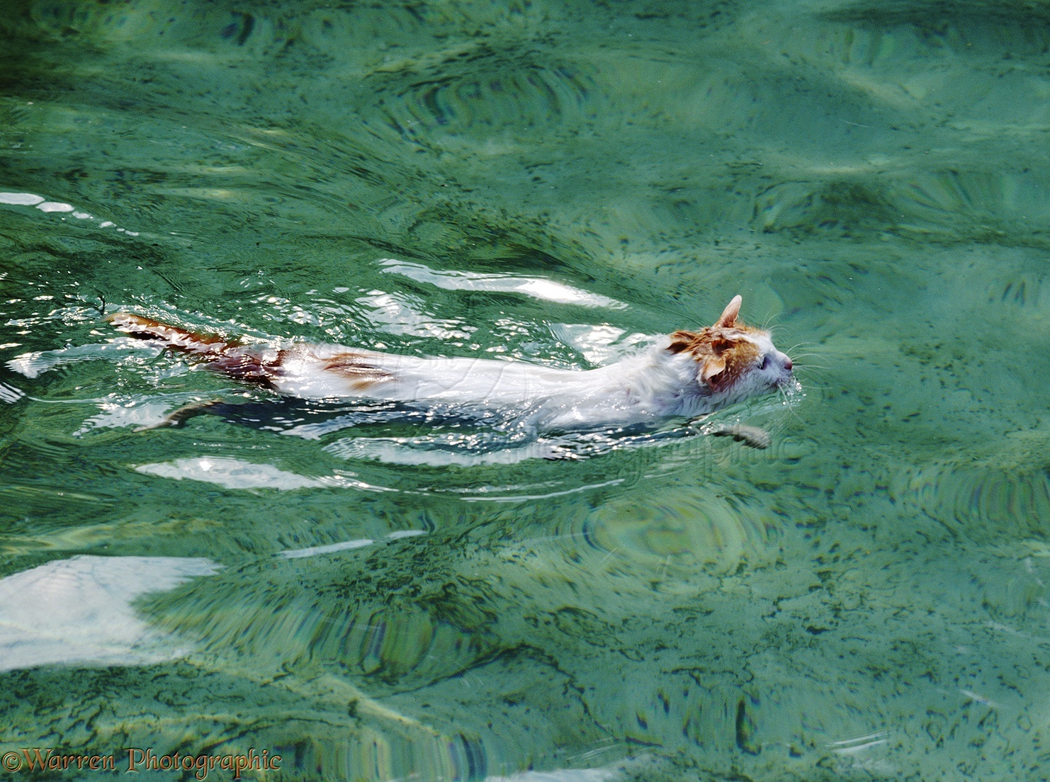 http://www.warrenphotographic.co.uk/photography/bigs/00285-Turkish-Van-Cat-swimming.jpg