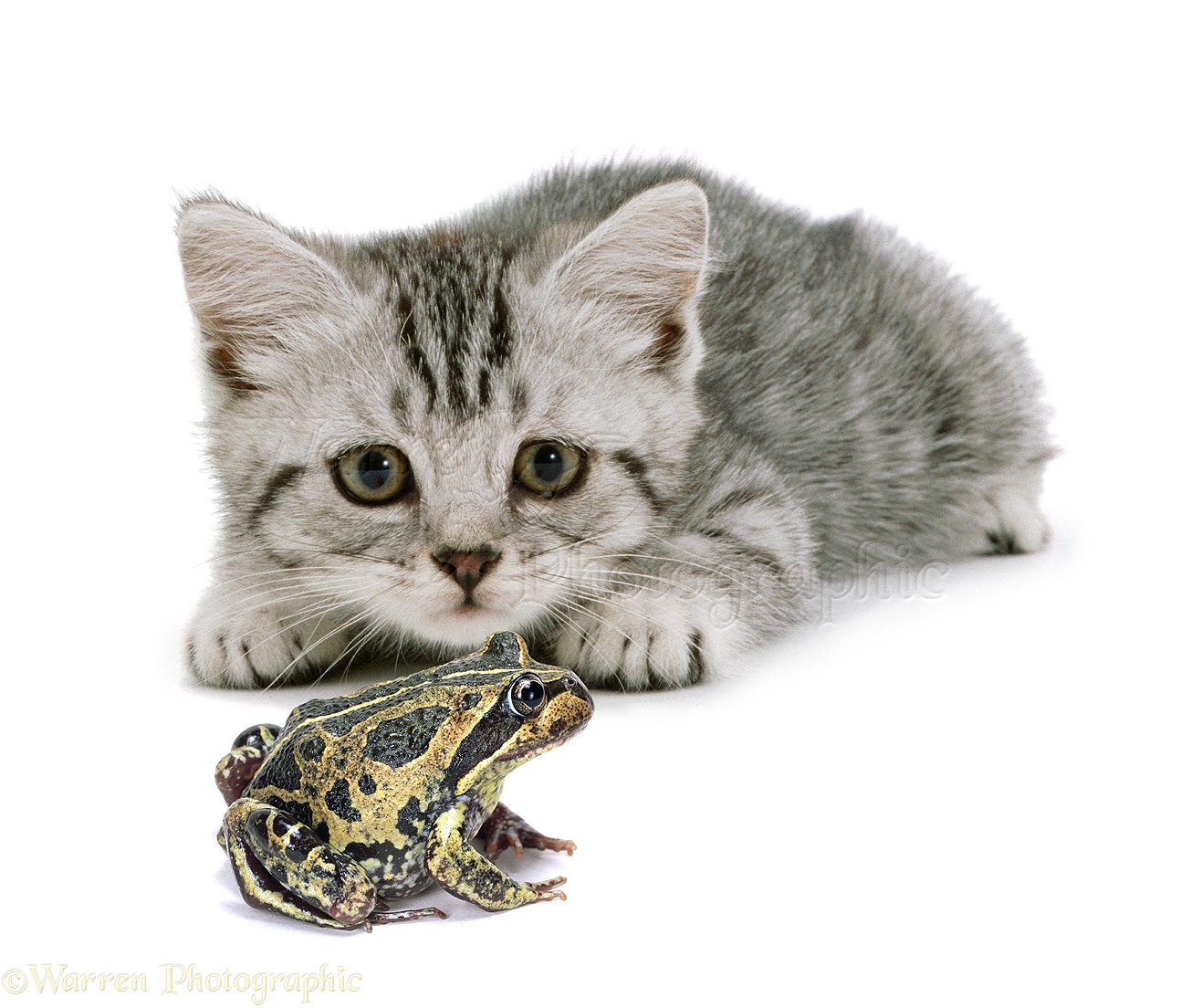 kittens and frogs