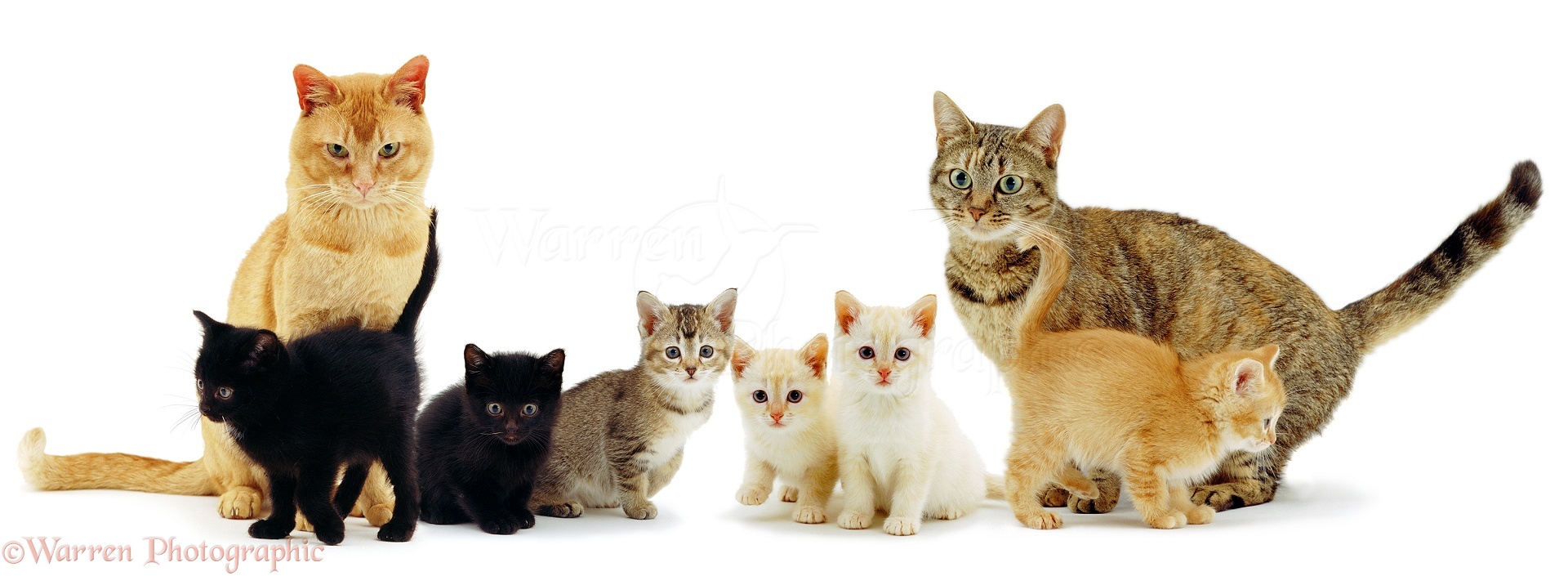 Hasil gambar untuk cat family
