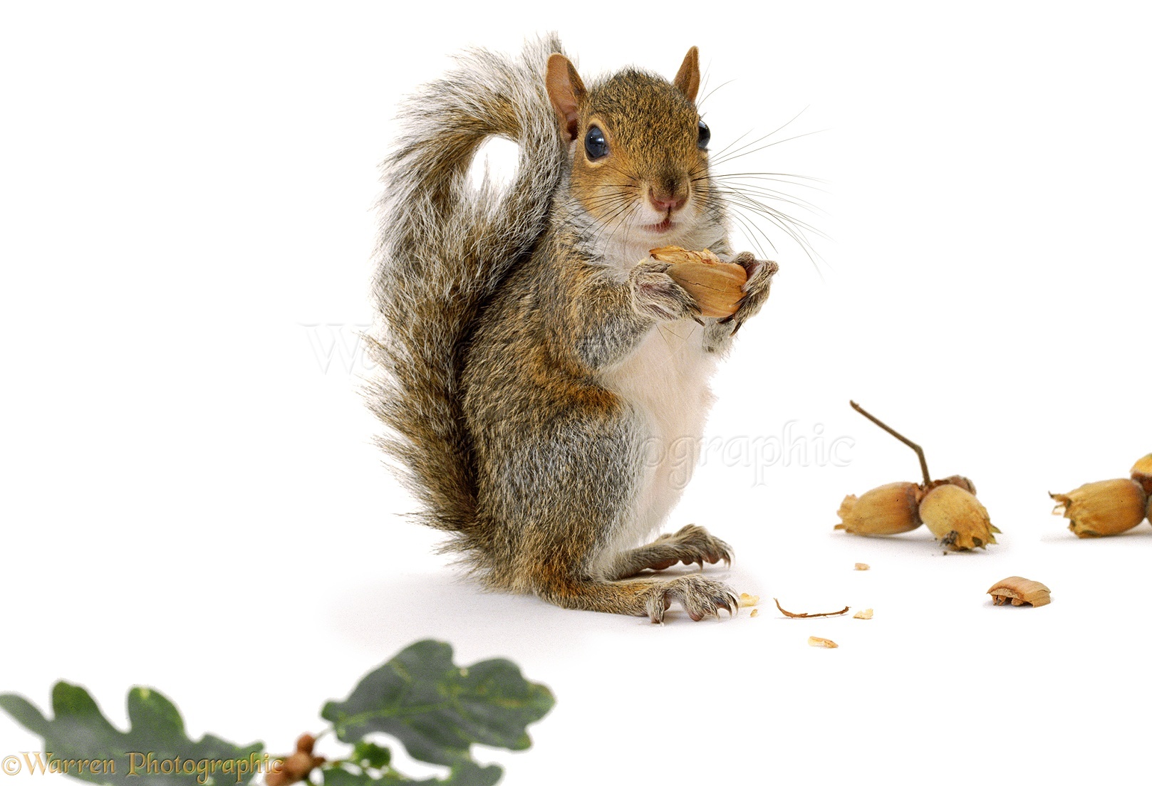 00450-Grey-Squirrel-with-nuts-white-back