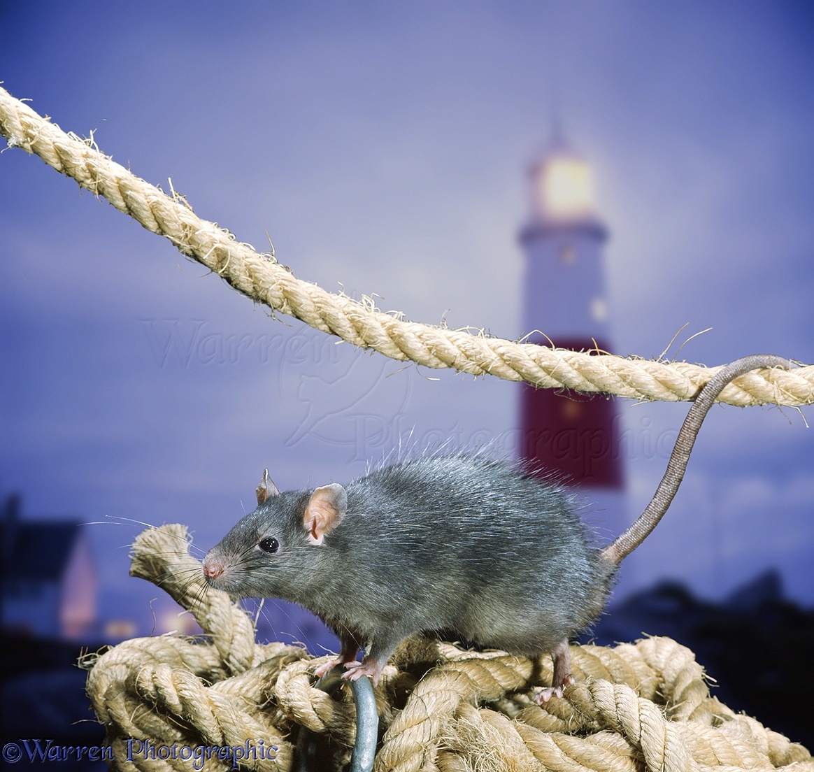http://www.warrenphotographic.co.uk/photography/bigs/00744-Black-Rat-with-rope-and-lighthouse.jpg