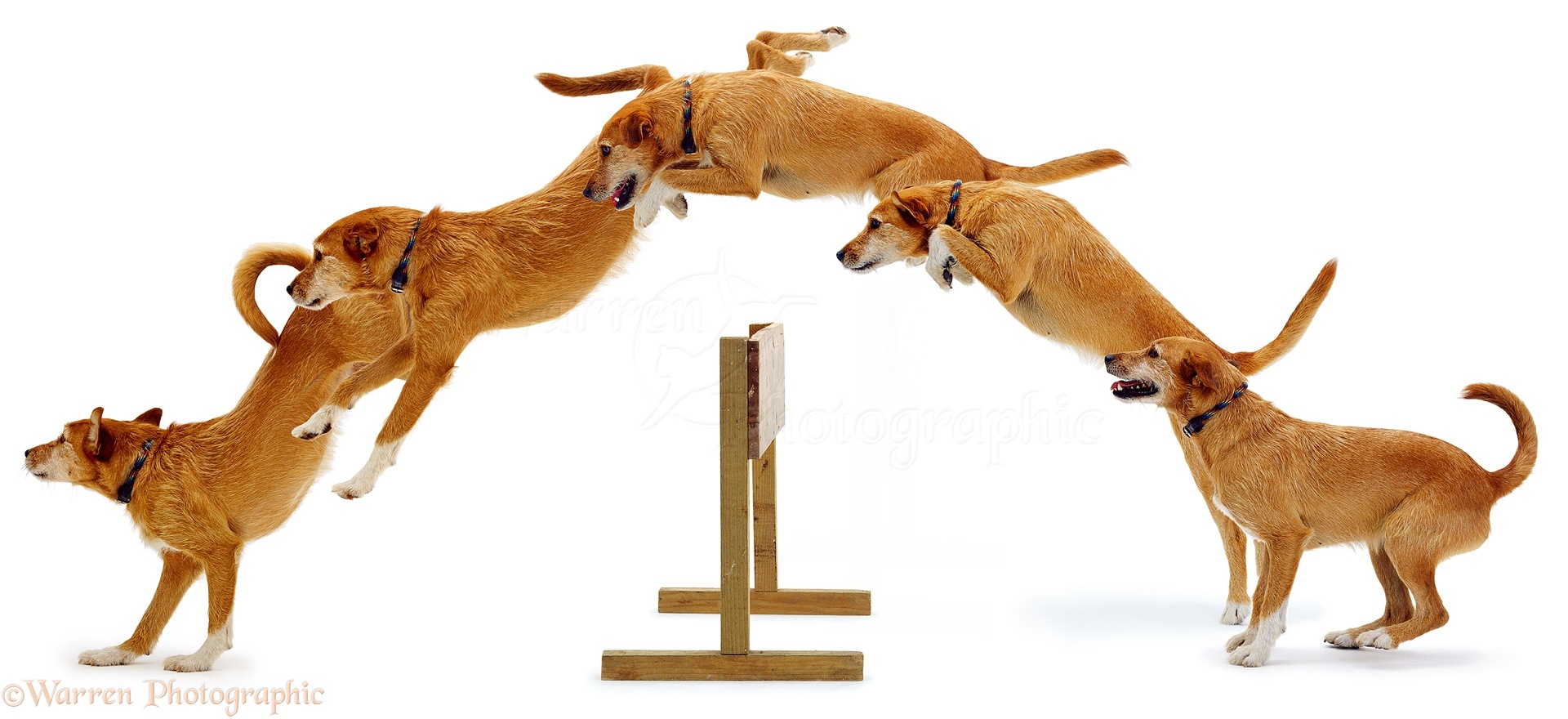 01129-Dog-jumping-multiple-image-white-b