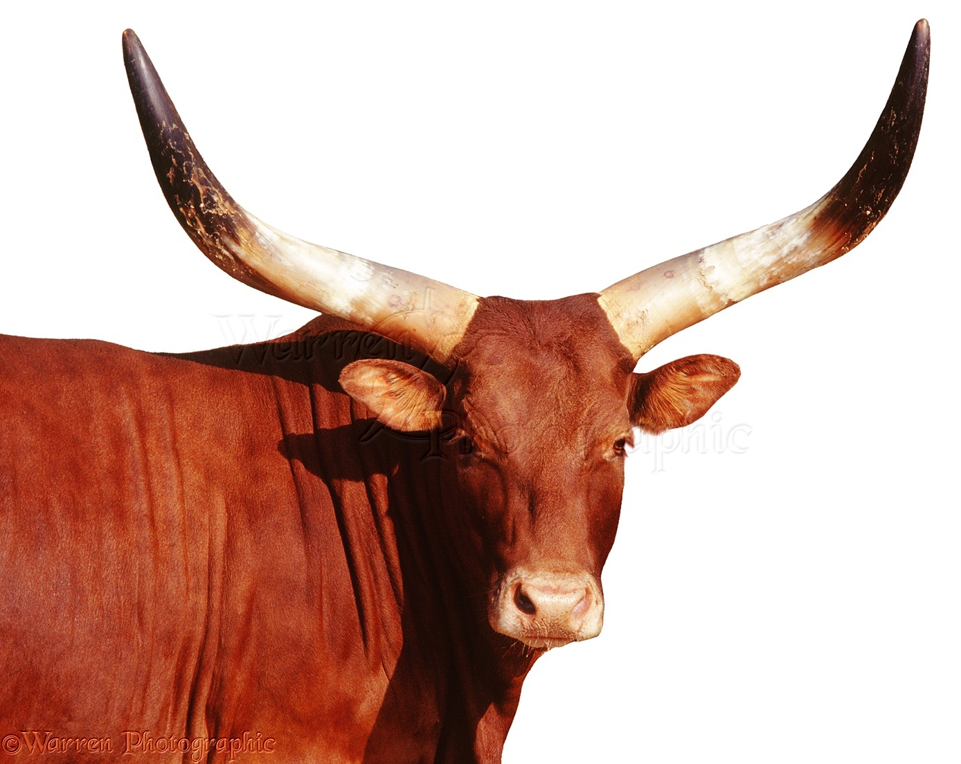 Ankole Cow