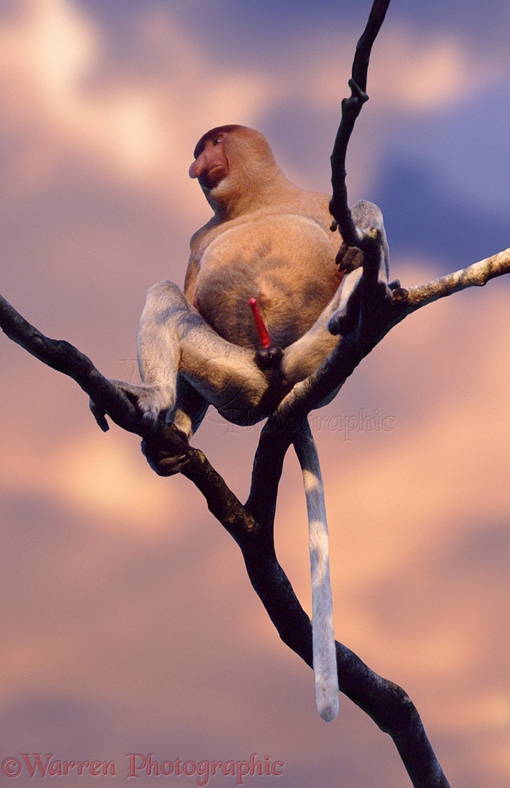 03086-Proboscis-monkey.jpg