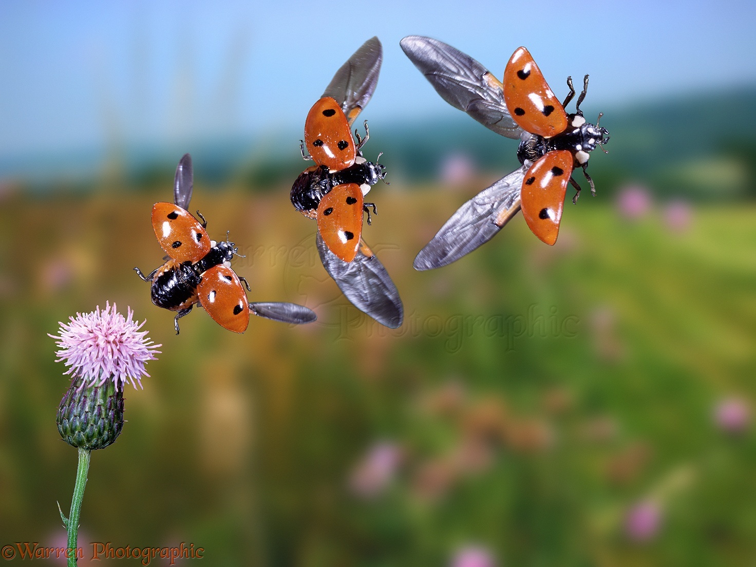 03908-Ladybird-triple-image.jpg