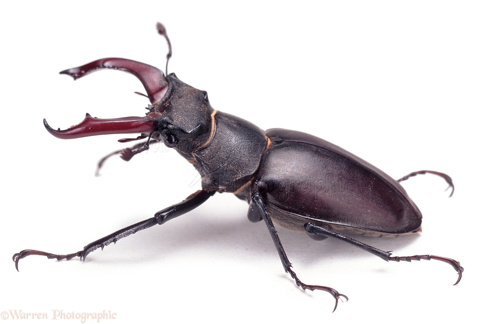 Stag beetle