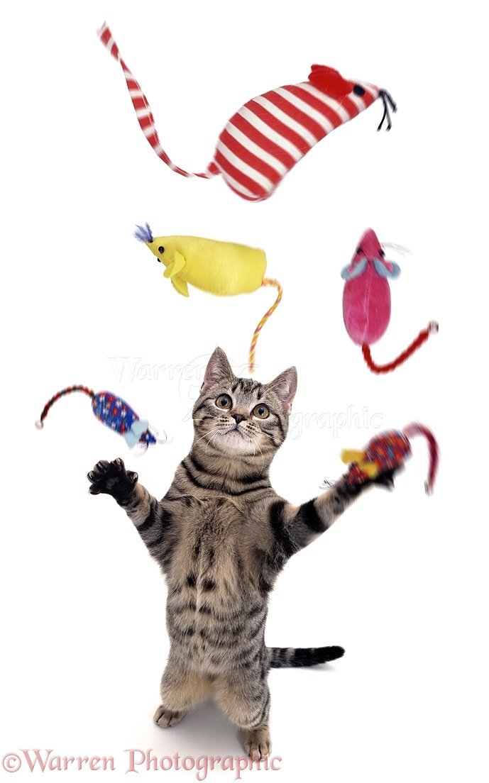 04213-Cat-juggling-toy-mice-white-background.jpg