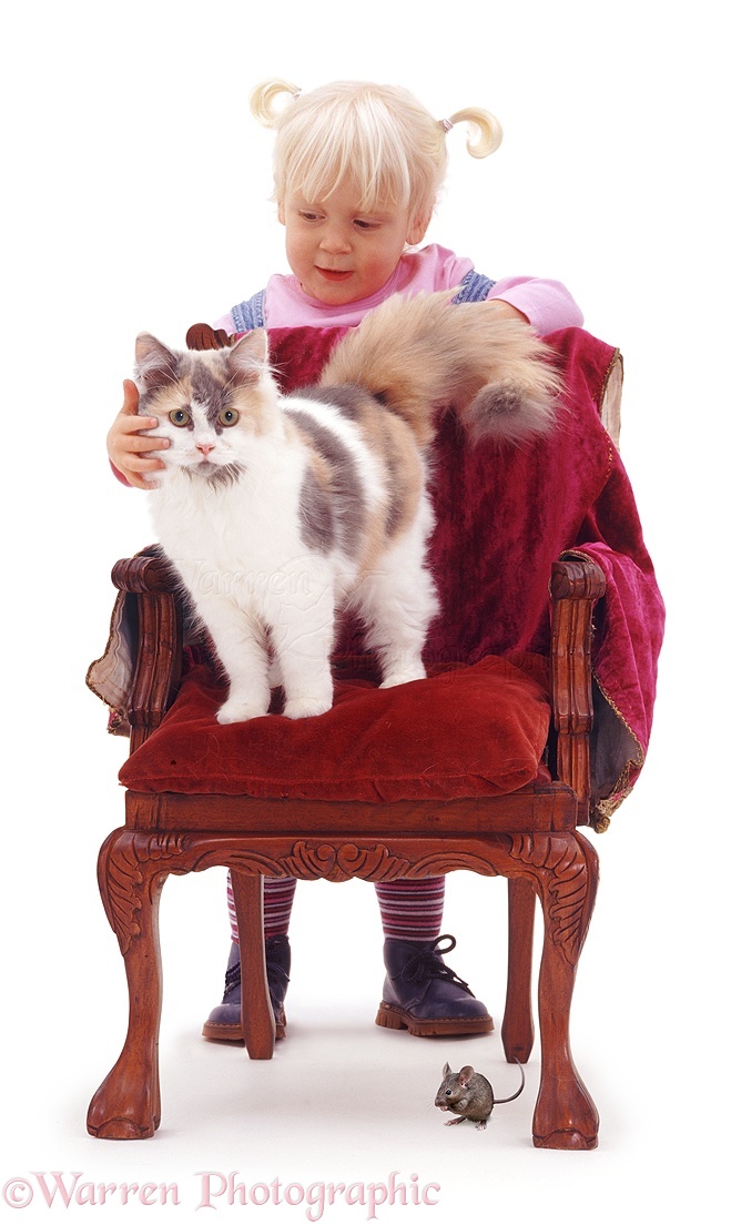 Little girl with cat on a chair WP05872 Siena with toy mouse and tricolour