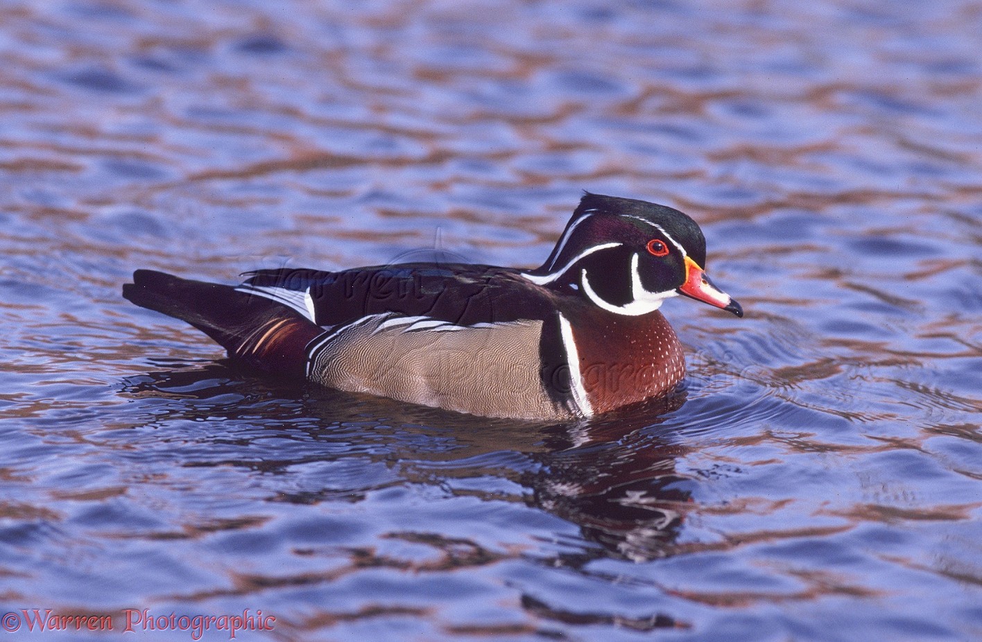 Wood Duck Drake