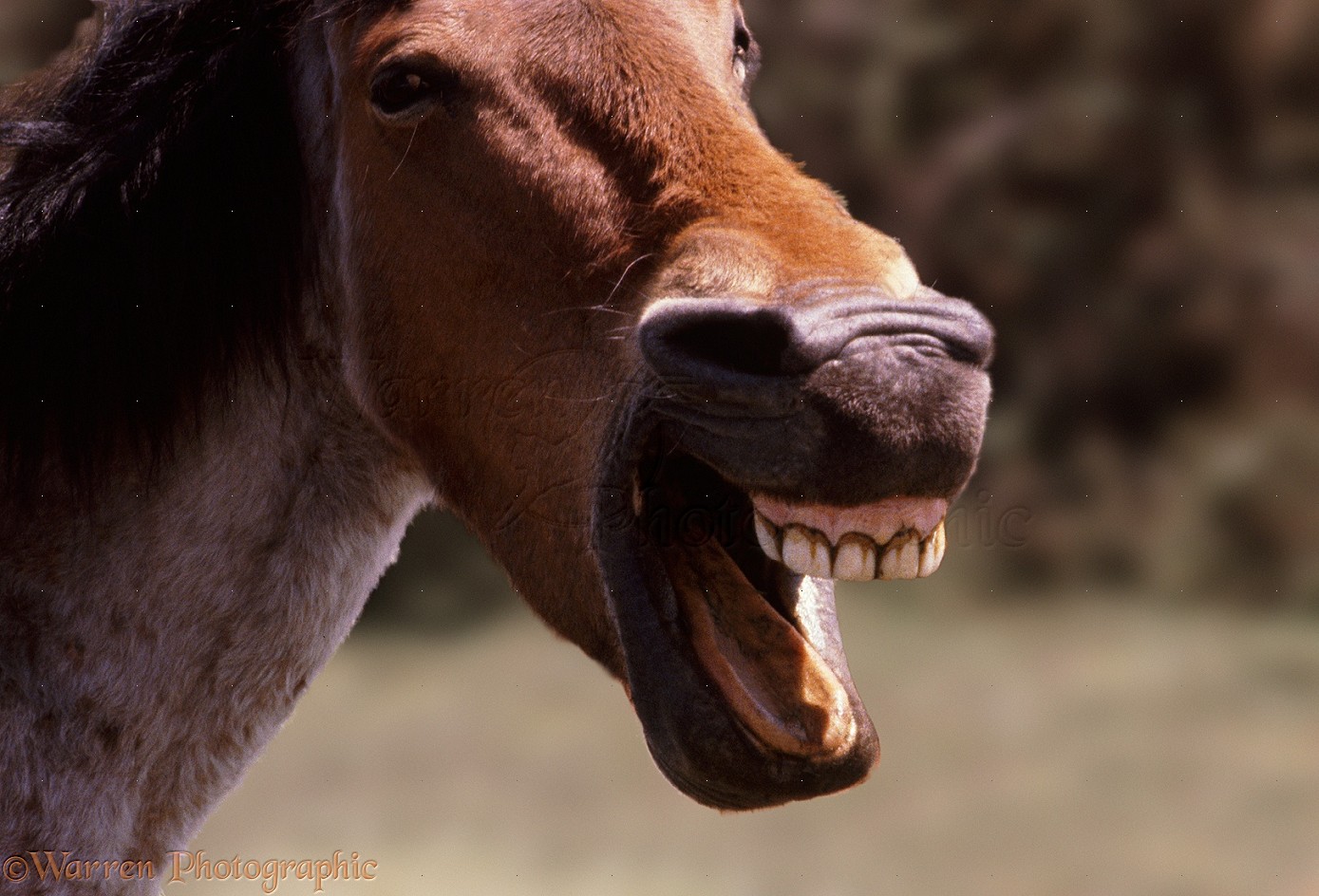 clipart horse laughing - photo #50
