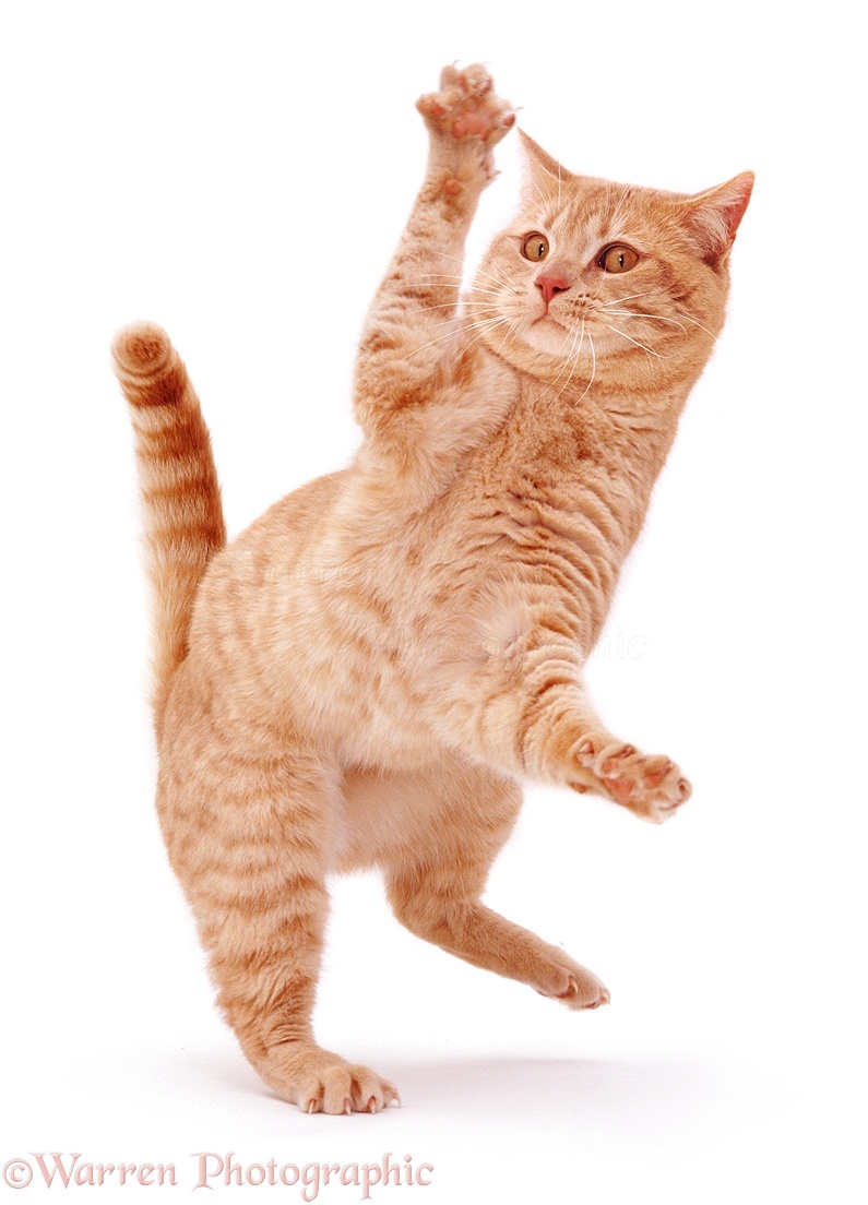07375-Ginger-cat-dancing-white-backgroun