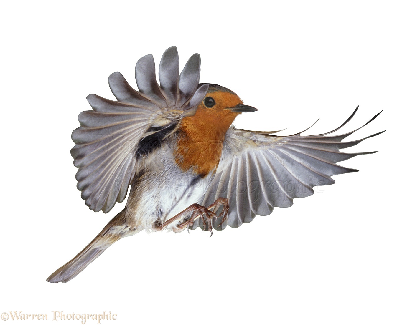 robin flight