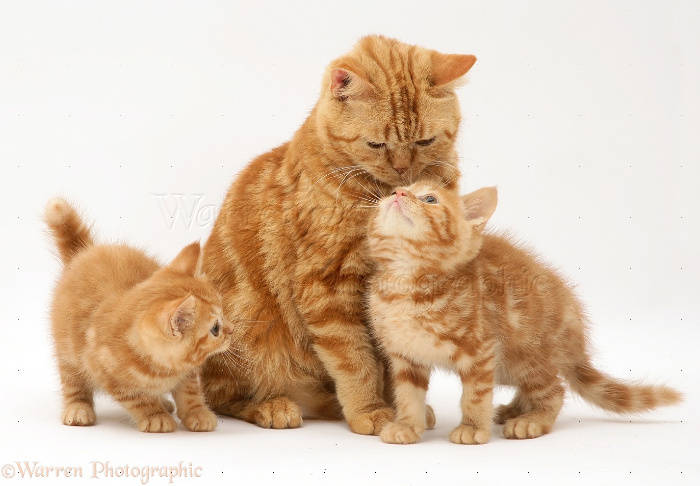 Red tabby British Shorthair mother cat and kittens photo  WP11779