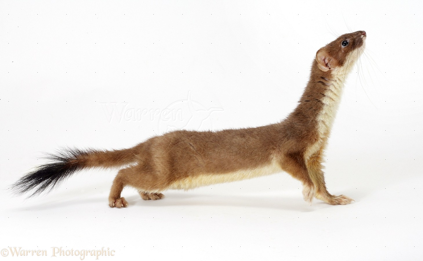 Picture Of Stoat
