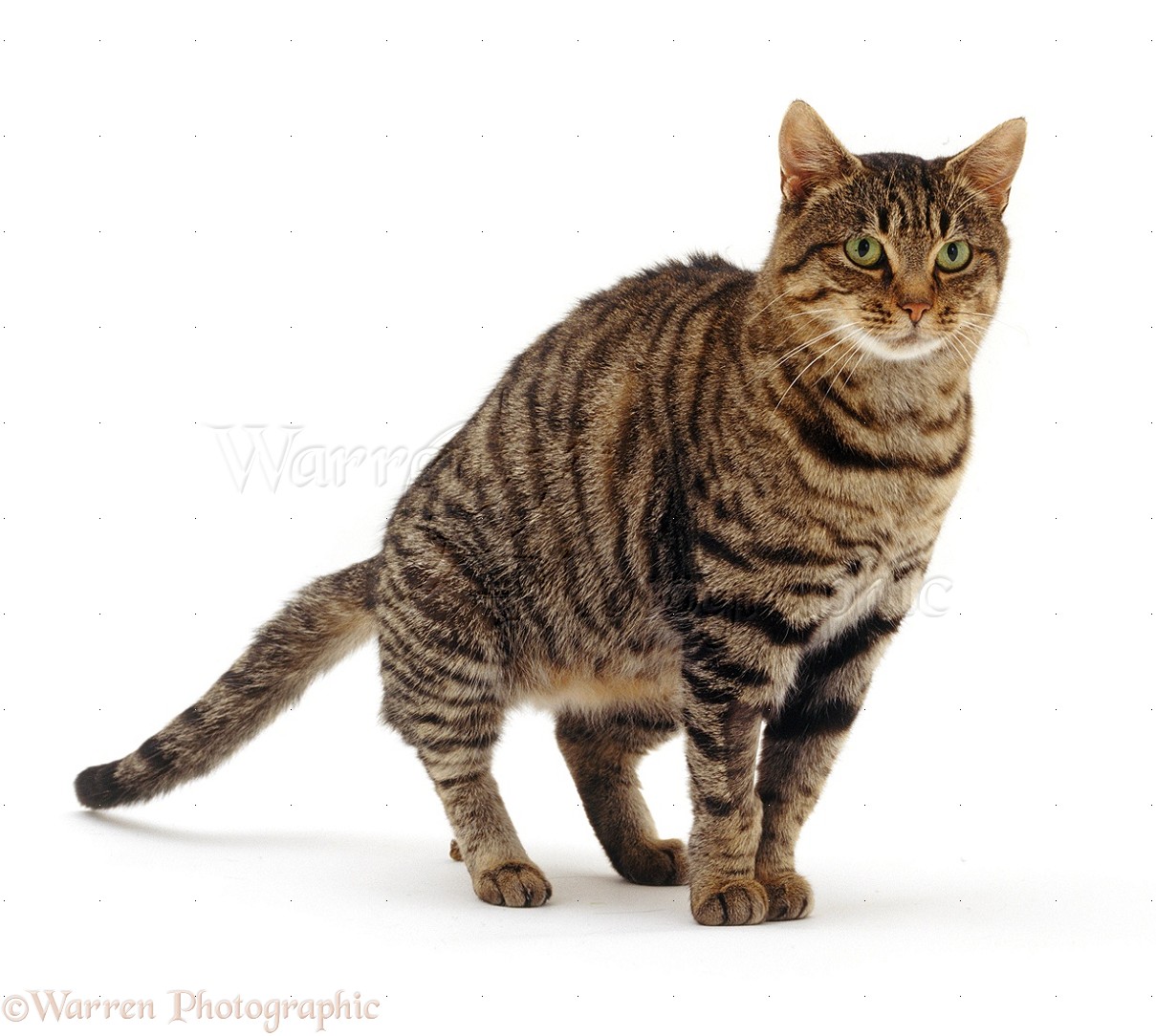 13247-Brown-tabby-cat-defecating-on-the-