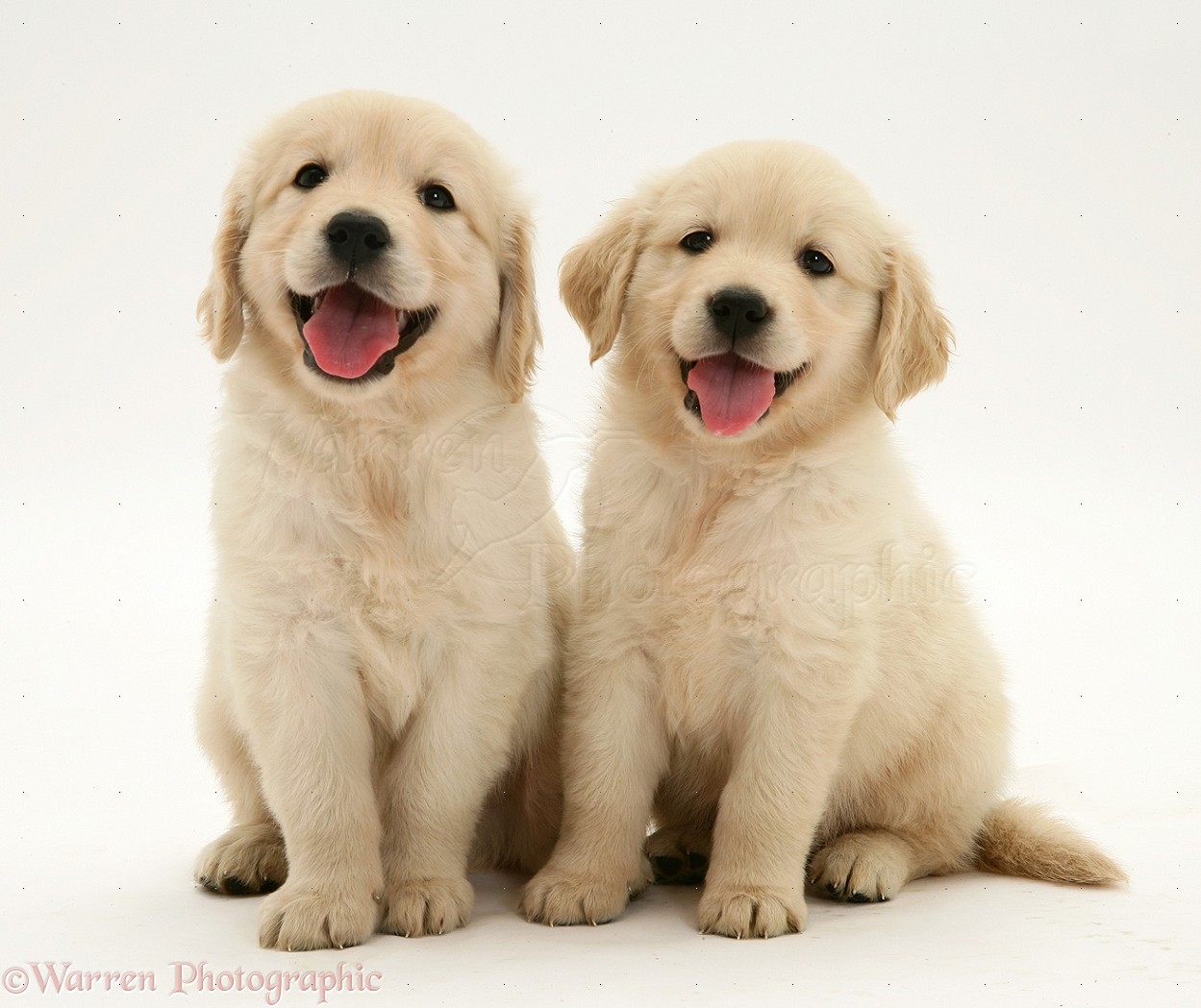 WP14084 Two Golden Retriever pups sitting.