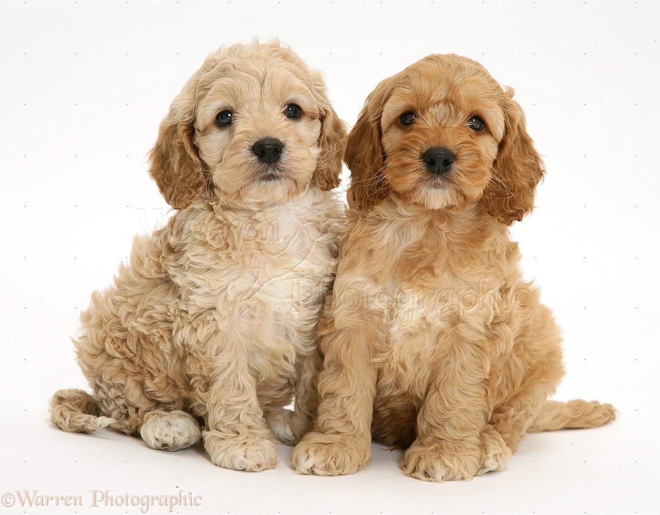 Chickapoo Puppies