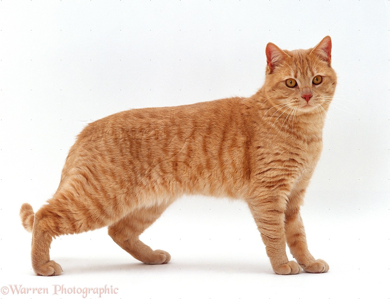 WP15598 Cream British shorthair male cat, Horatio , standing.
