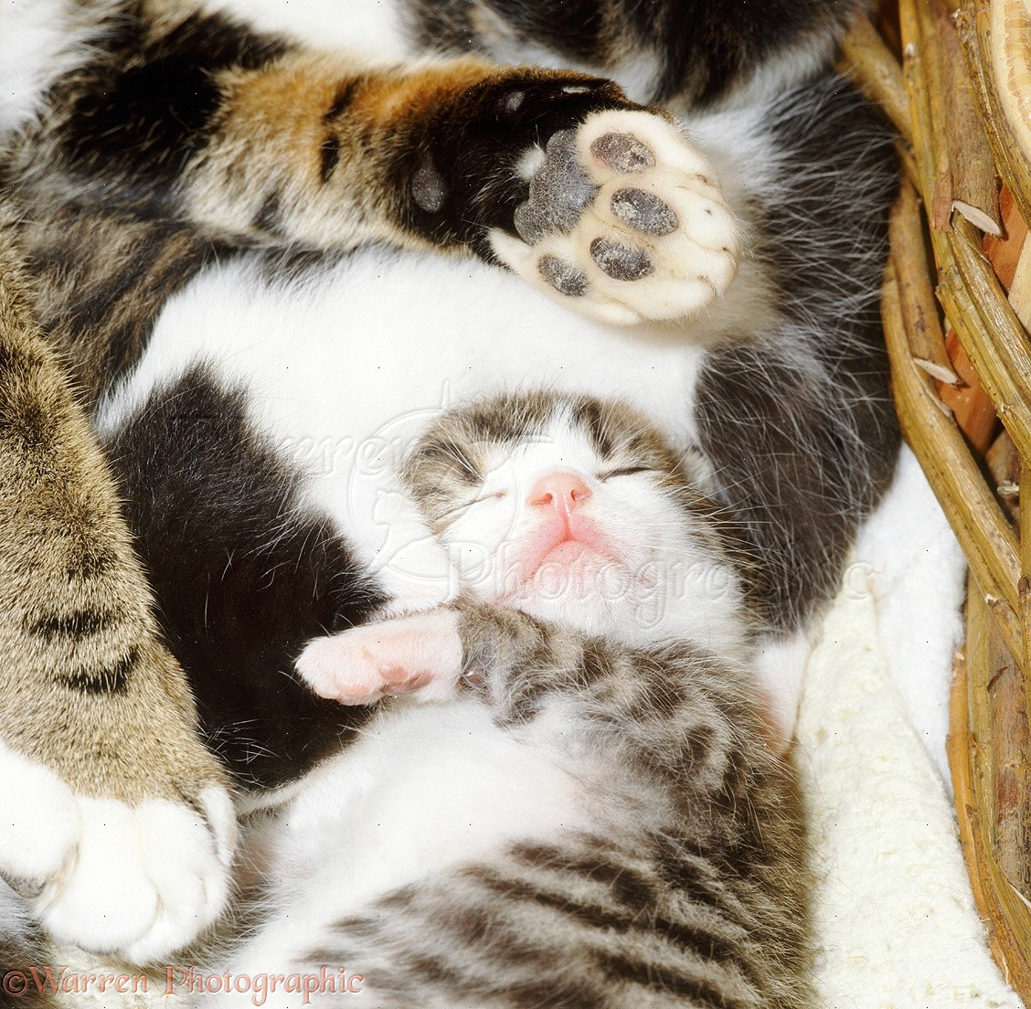 Cute Kittens Asleep