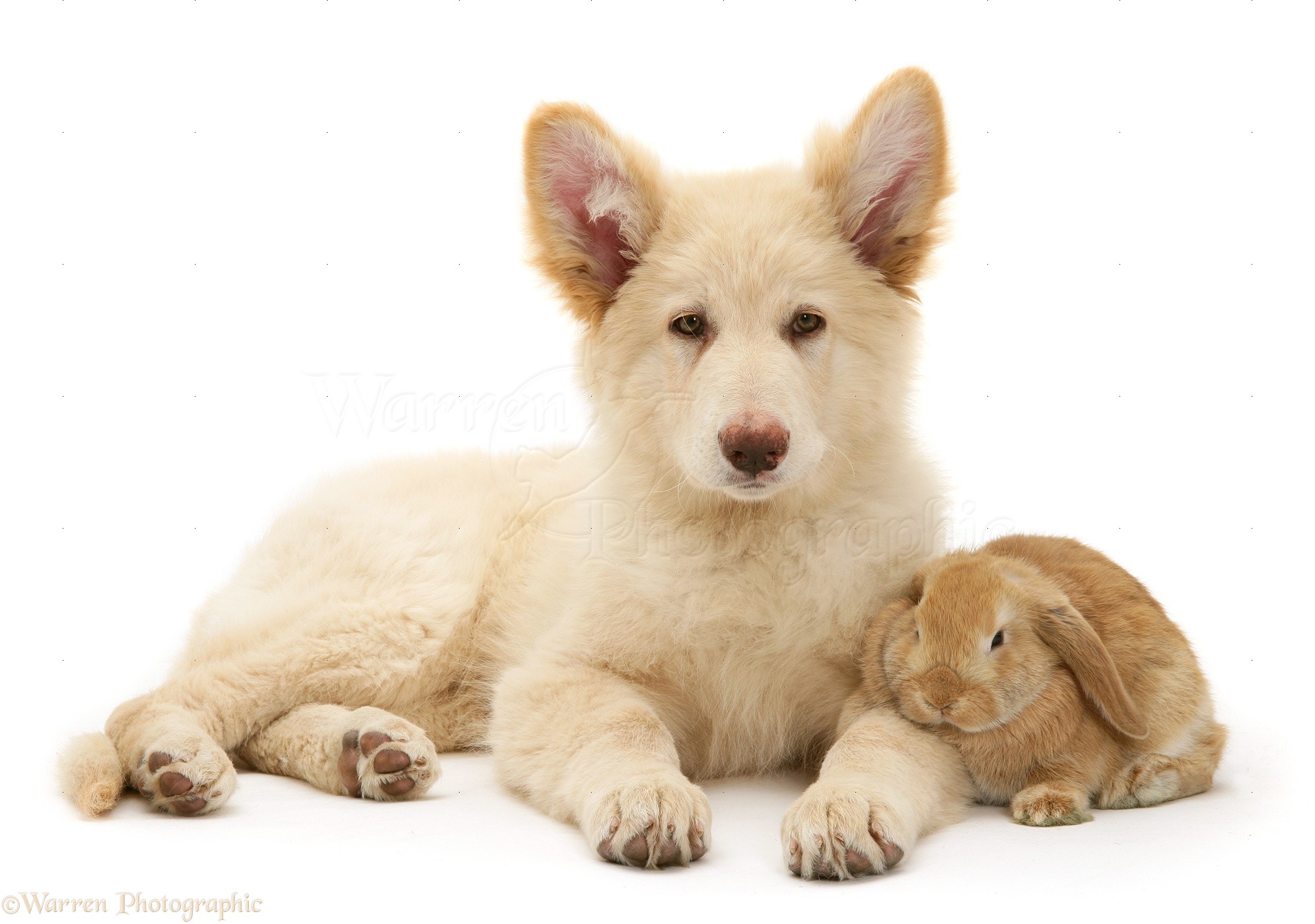 WP22023 White German Shepherd Dog pup and Sandy Lop baby rabbit. - 22023-White-Alsatian-and-rabbit-white-background