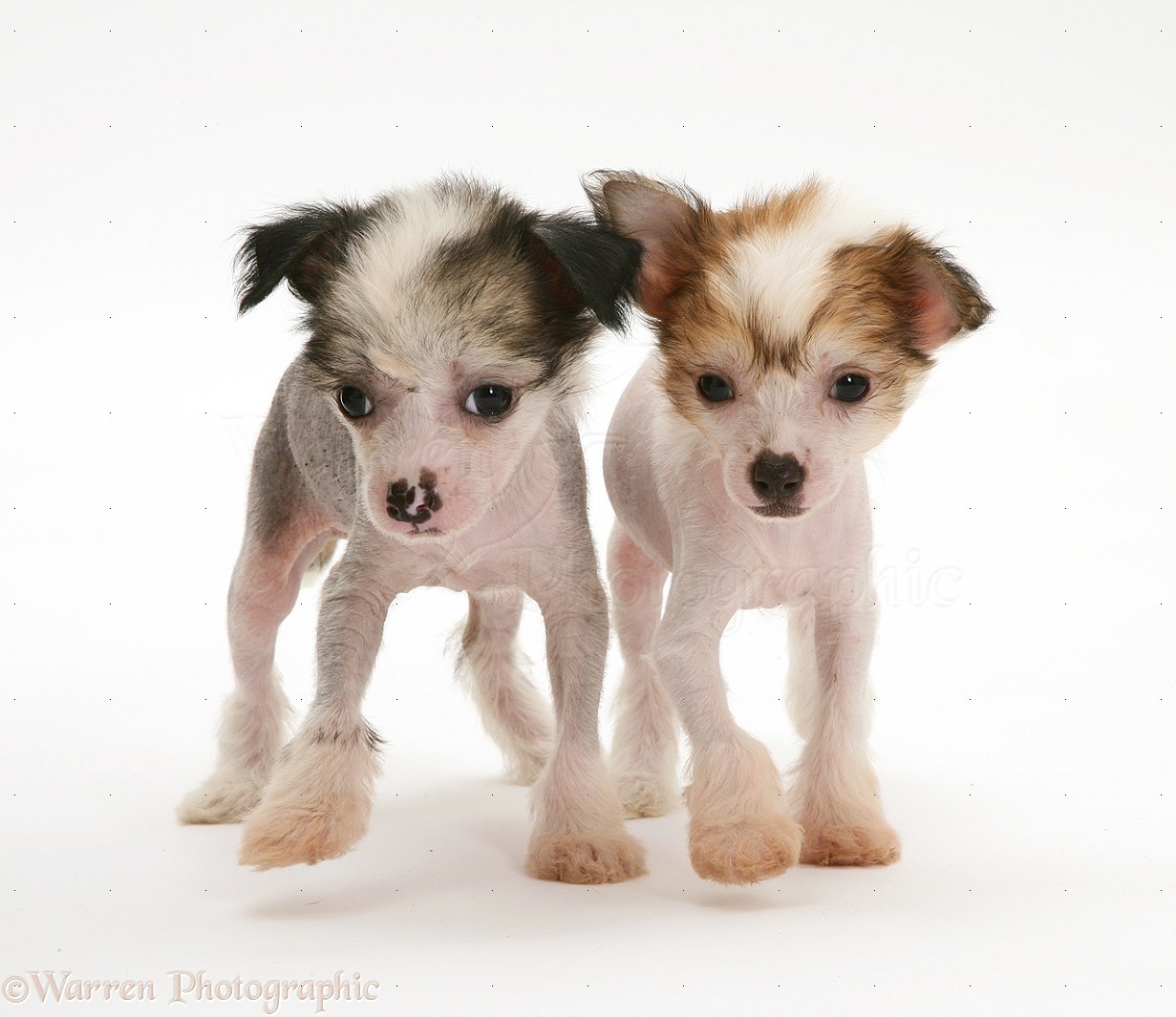 WP25030 Naked Chinese Crested pups