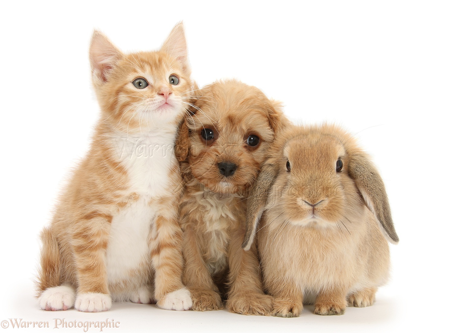 26737-Ginger-kitten-with-Cavapoo-pup-and-Lop-rabbit-white-background.jpg
