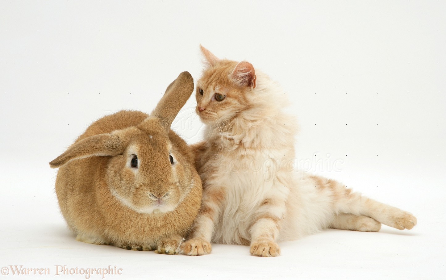 Angora Rabbits and Cats