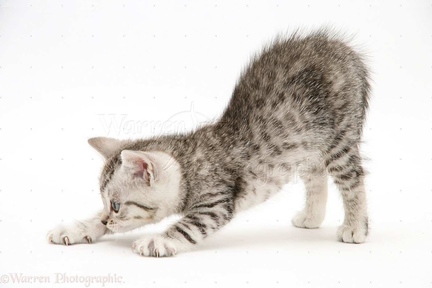 30757-Silver-tabby-kitten-stretching-whi