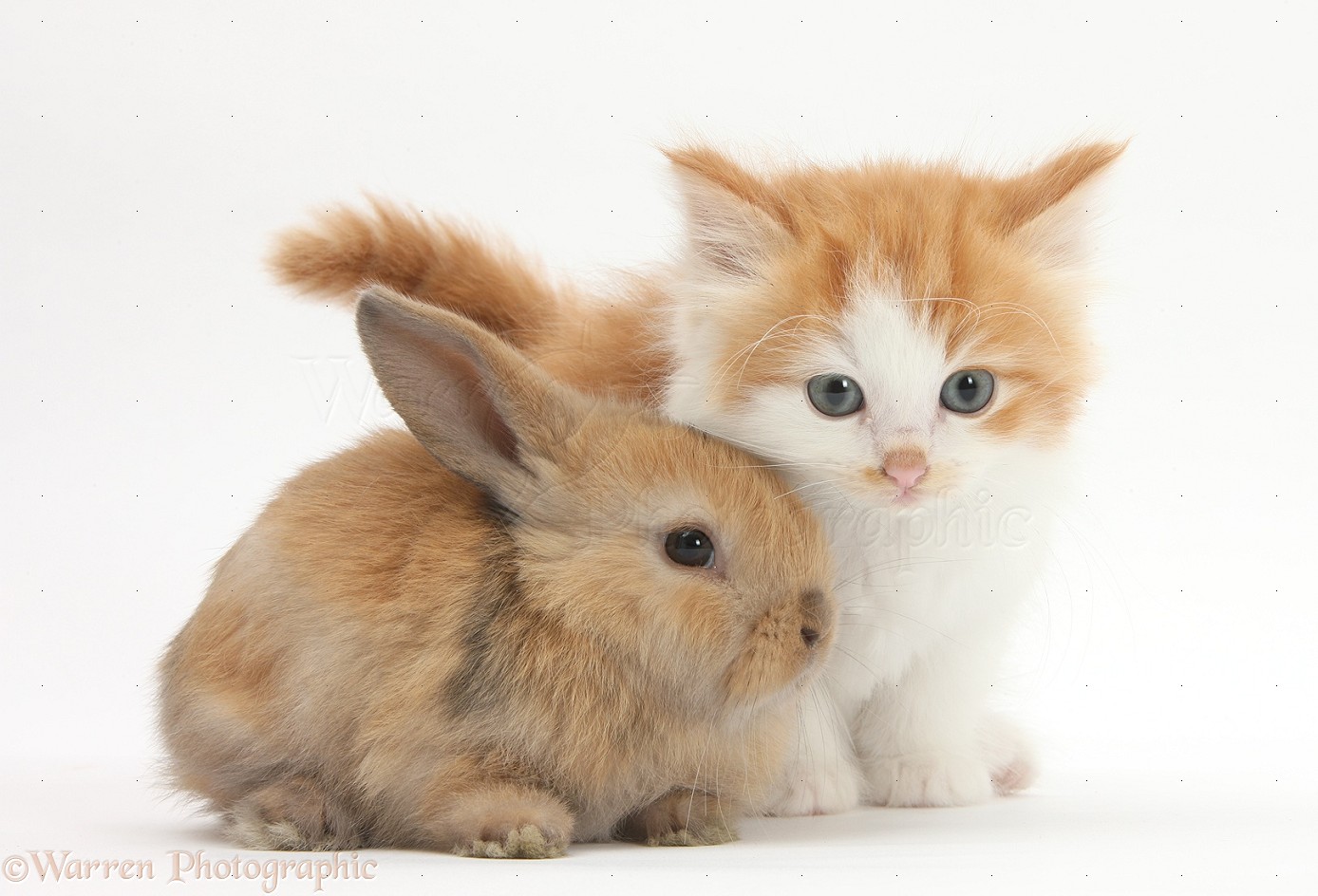 Brown Cat And Rabbit Wallpapers | Wallpaper Background HD