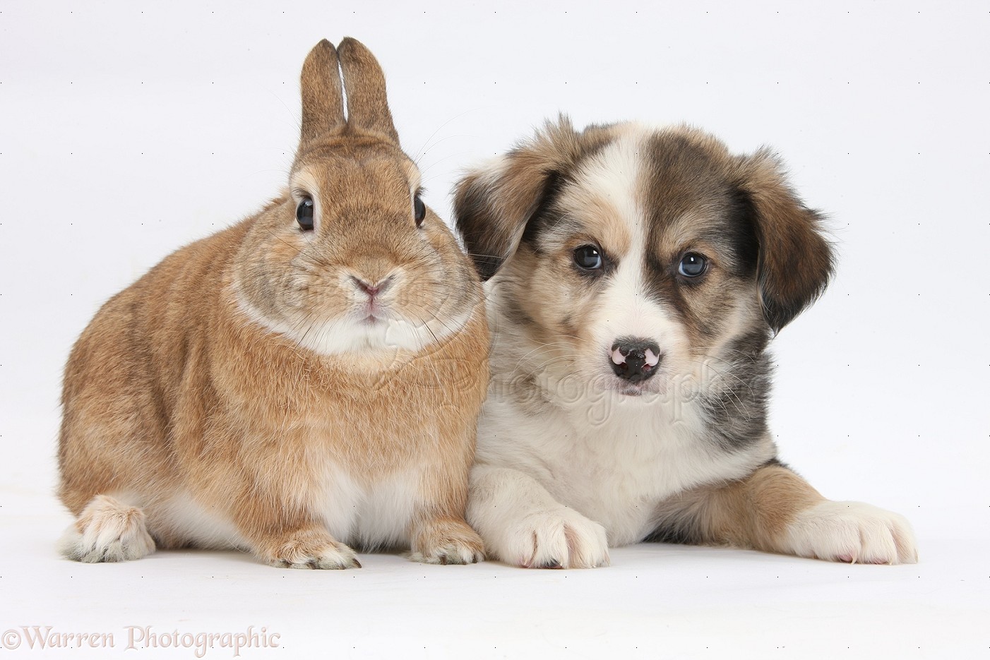  - 31968-Border-Collie-pup-and-Sandy-rabbit-white-background