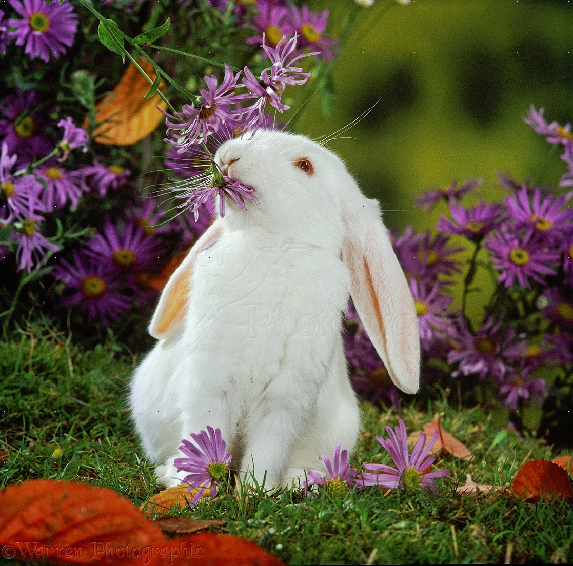 32982-Young-white-French-Lop-rabbit-amon
