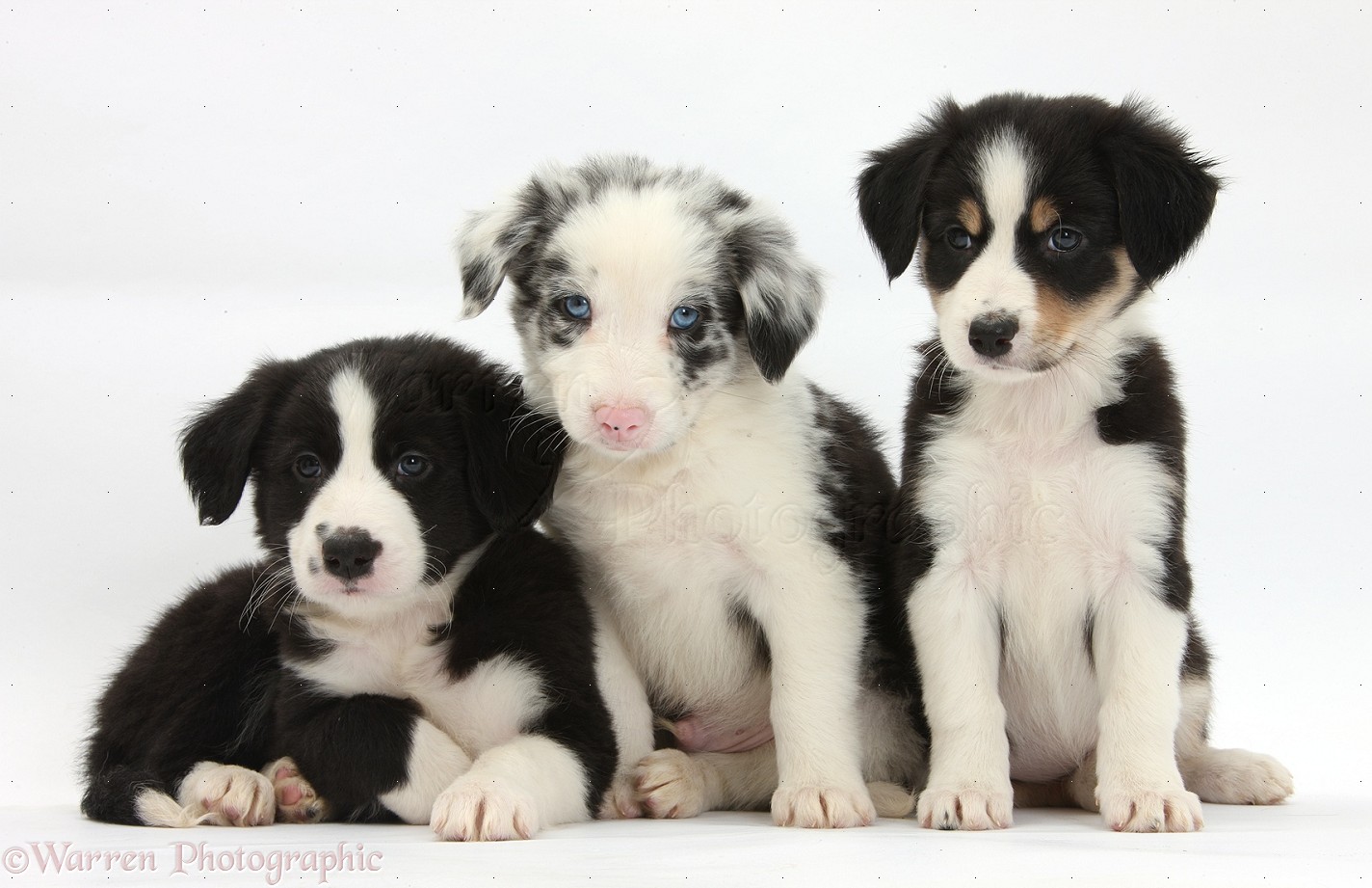 Border Collies are the smartest breed of dogs and also the
