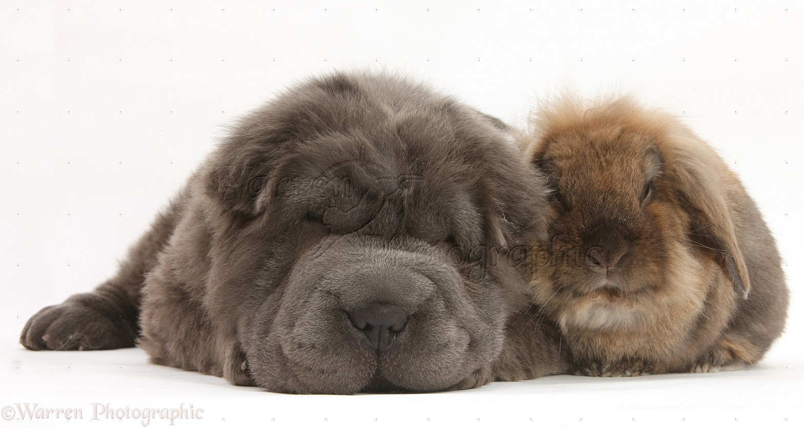  - 34283-Blue-Bearcoat-Shar-Pei-pup-and-rabbit-white-background