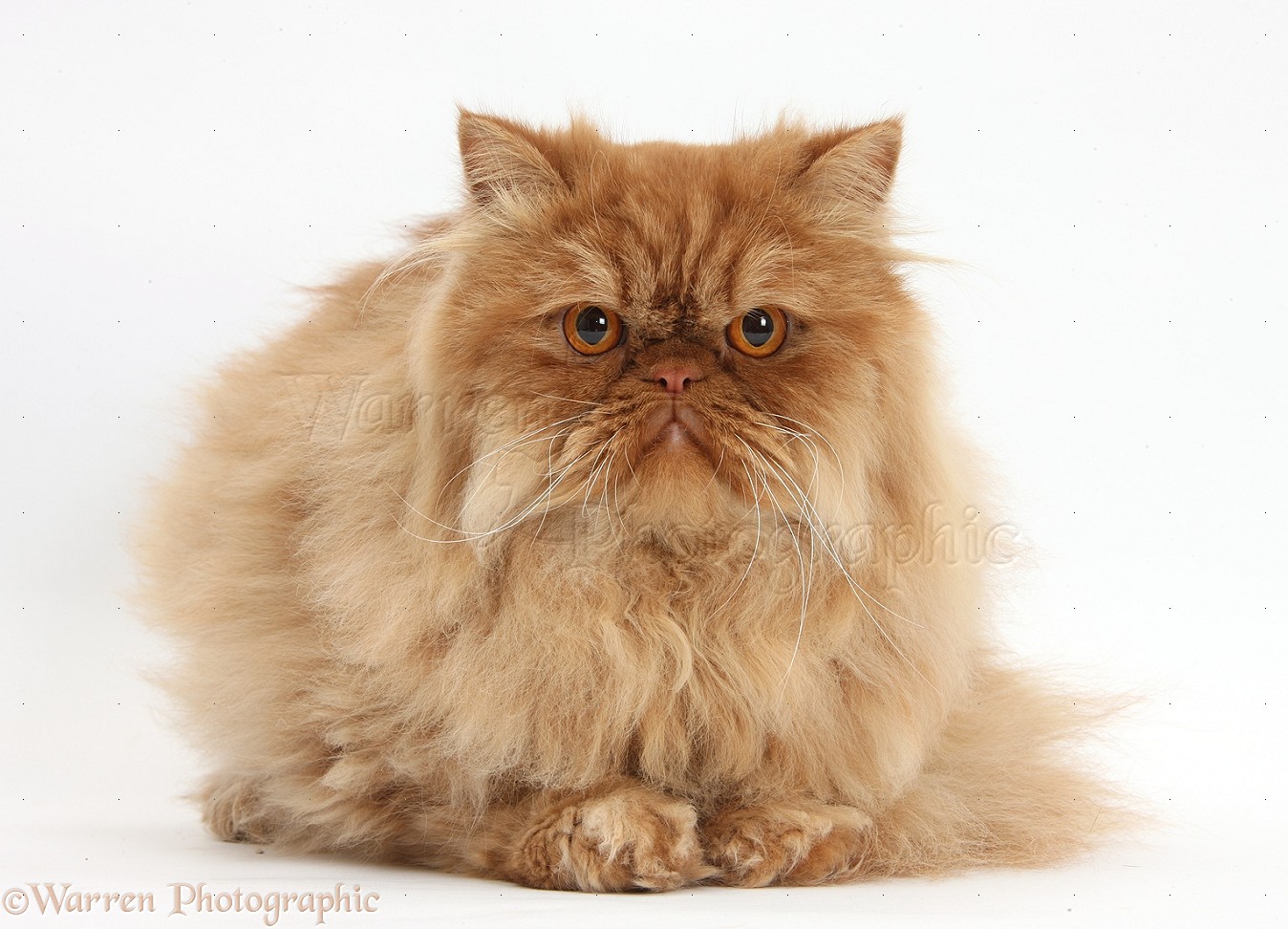 WP34595 Ginger Persian male cat, Jeffrey , 1 year old.