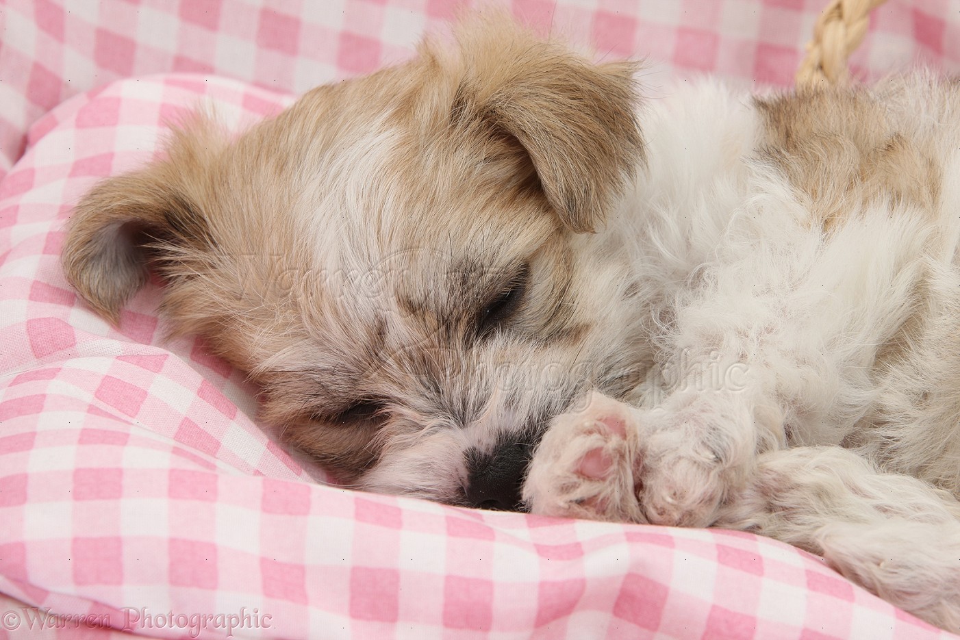 Cutest Sleeping Puppy