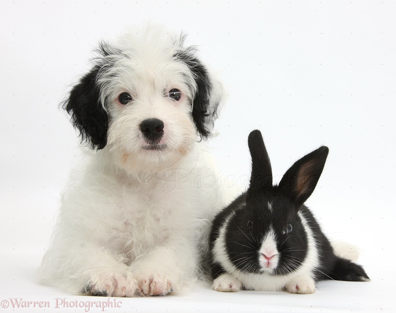WP36018 Jack-a-poo (Poodle x Jack Russell Terrier) bitch pup, Pukka, 10 weeks old, with black-and-white baby rabbit. - 36018-Jack-a-poo-pup-with-black-and-white-baby-bunny-white-background