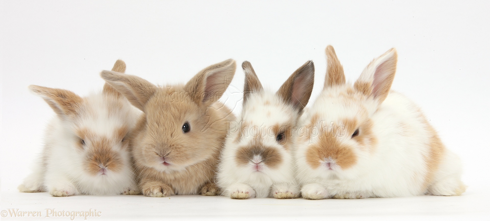 baby rabbits cute