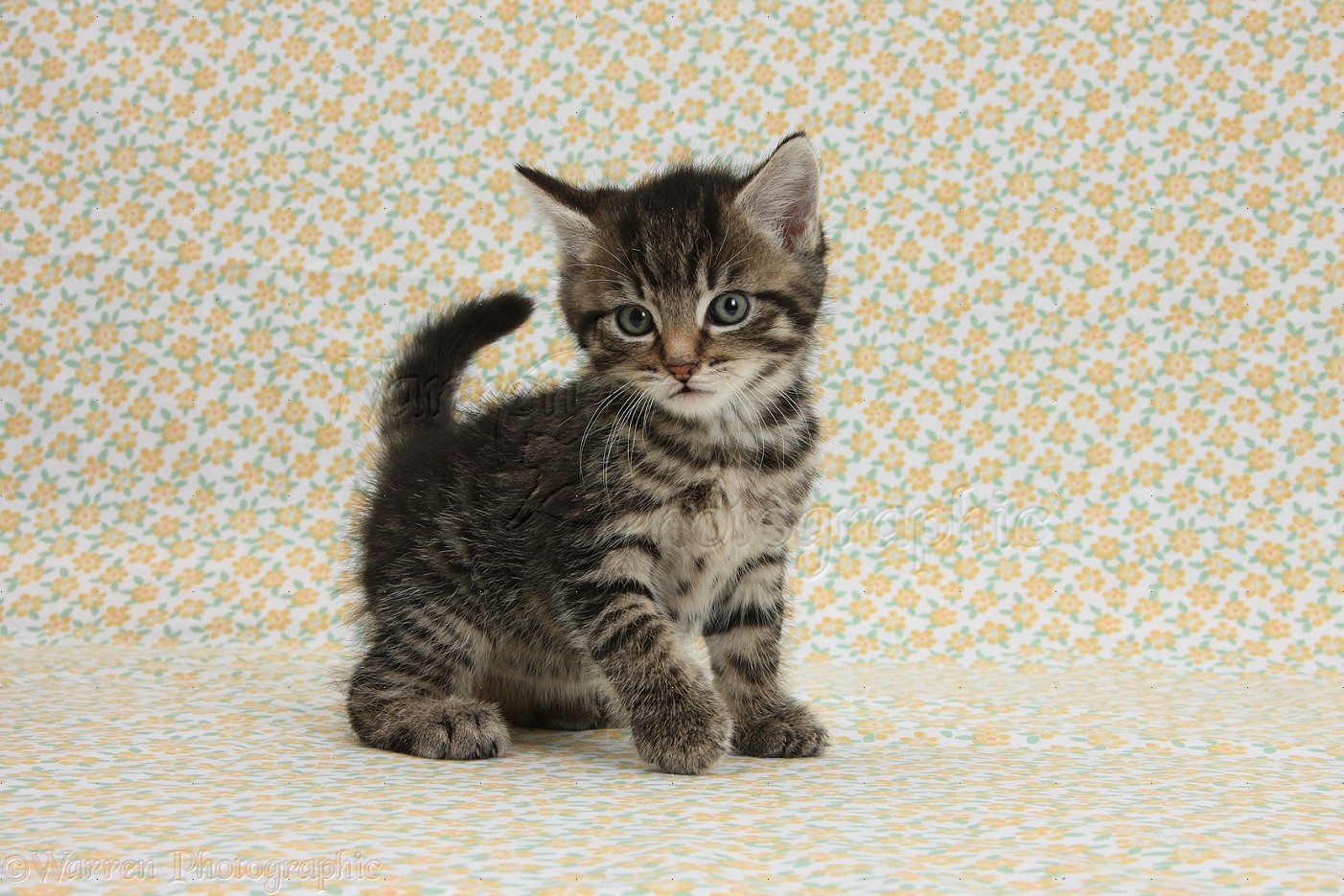Kitty World: Cute Tabby Kitten
