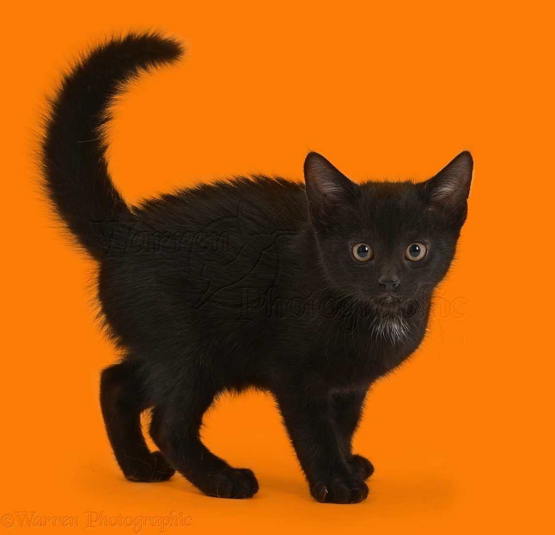 http://www.warrenphotographic.co.uk/photography/bigs/36539-Black-kitten-frightened-white-background.jpg