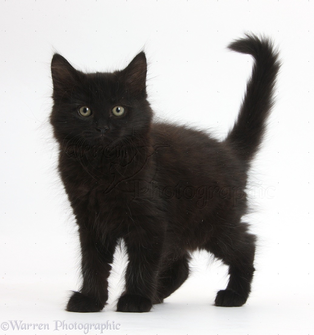 Full Grown Black Savannah Cat