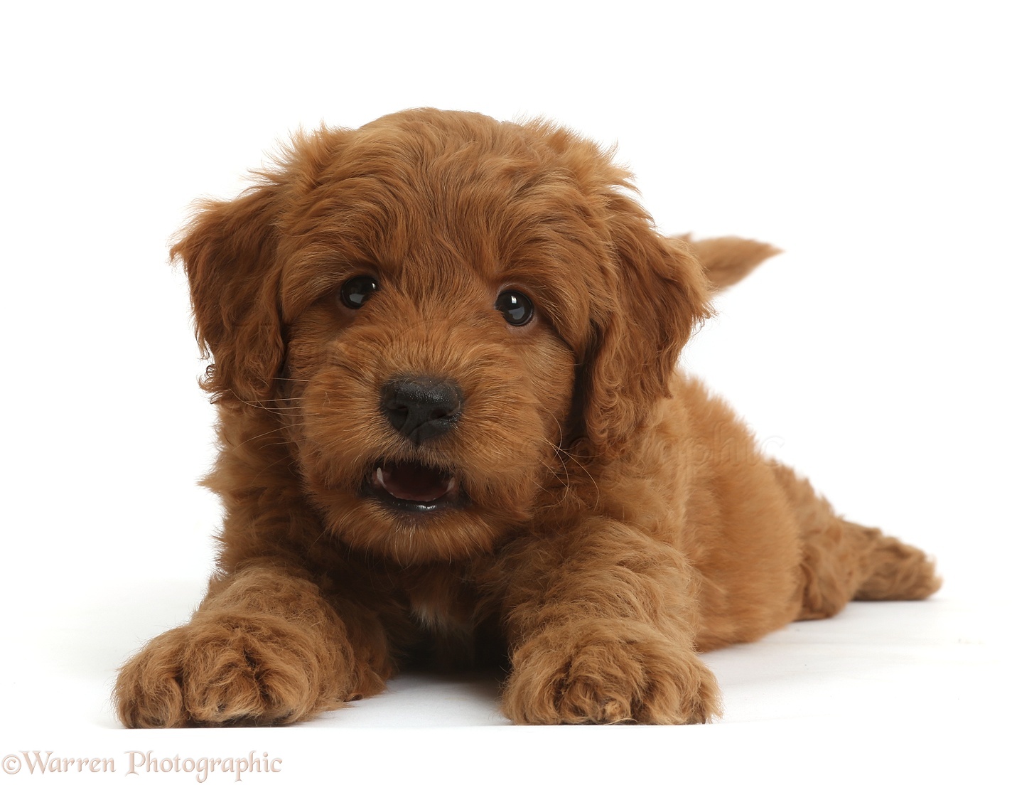 Cute Playful Red Goldendoodle Puppy Puppy Photos F1b Goldendoodle