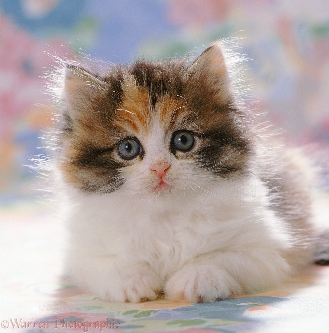 Cute calico kitten portrait photo - WP37687