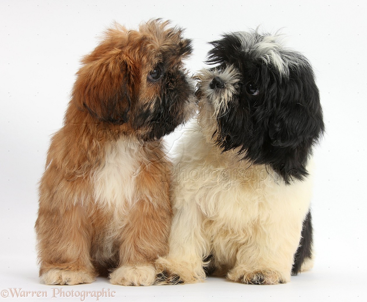 Black and Brown Shih Tzu Puppies