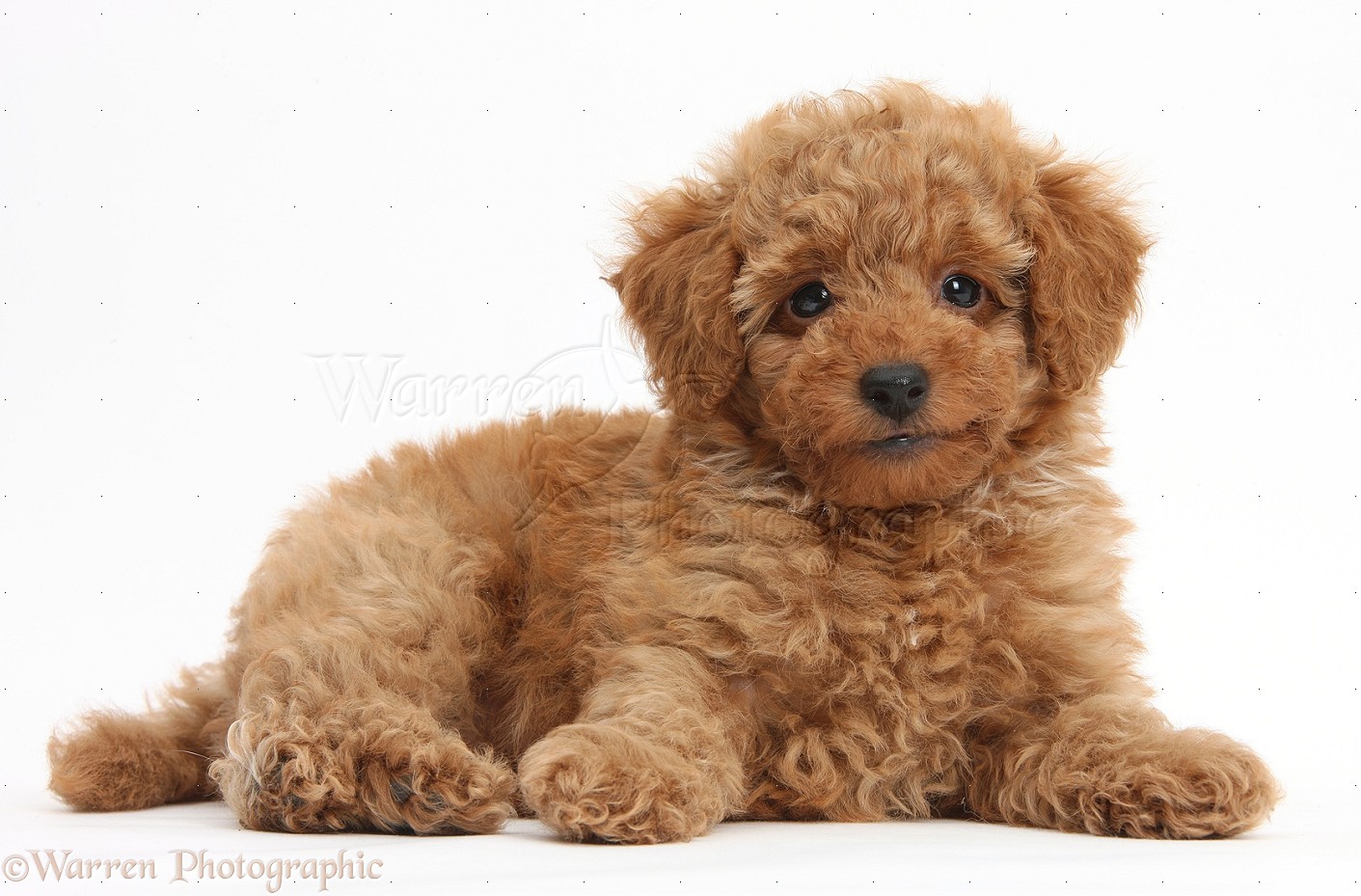 Dog: Cute red Toy Poodle puppy photo  WP38746