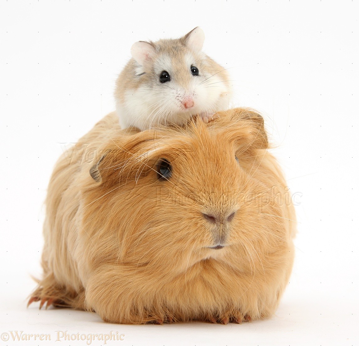      http://www.warrenphotographic.co.uk/photography/bigs/39652-Ginger-Guinea-pig-and-Roborovski-Hamster-white-background.jpg                                                     